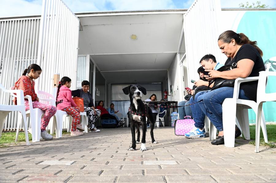 Continúan las atenciones y castraciones en los barrios por el Mes del Animal de Compañía