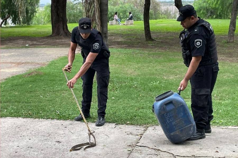 Encontraron una yarará en la zona del Parque de la Locomotora