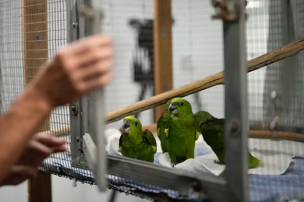 Brote de psitacosis en Argentina: cómo protegerse del contagio