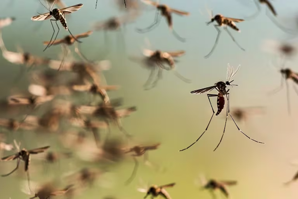 El Ministerio de Salud definió una estrategia nacional contra el dengue