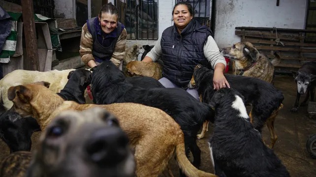 Advierten un mayor abandono de mascotas por la crisis económica