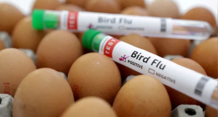 La OMS confirmó la primera muerte por gripe aviar en el mundo