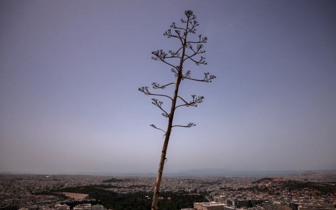 En Grecia debieron cerrar colegios y la Acrópolis por la ola de calor