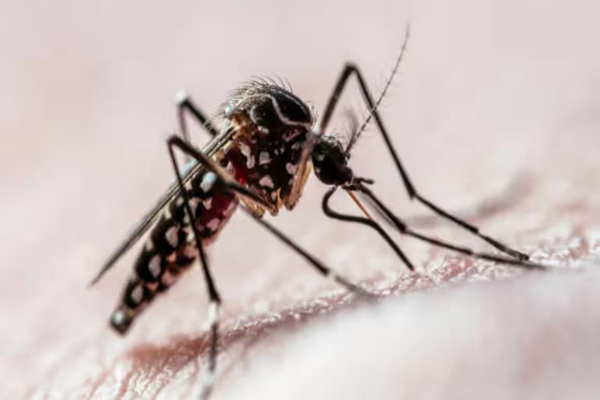Hallaron un compuesto que puede actuar contra el dengue y Zika