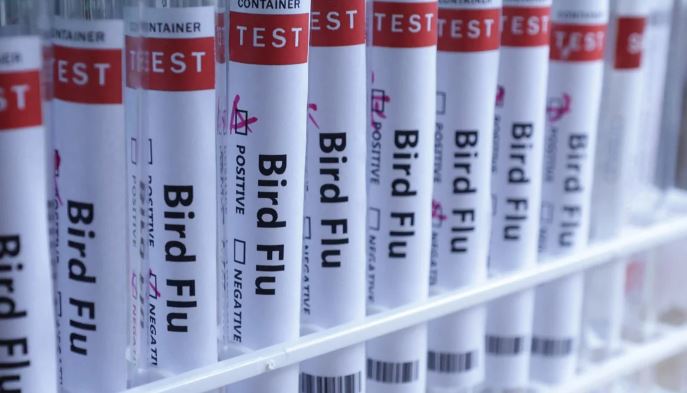 Finlandia empezará a vacunar a los humanos contra la gripe aviar
