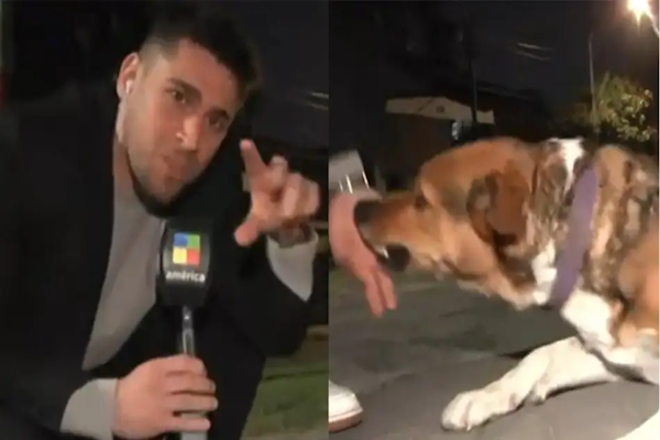 Un perro mordió a un periodista en un móvil de América TV y el video fue viral