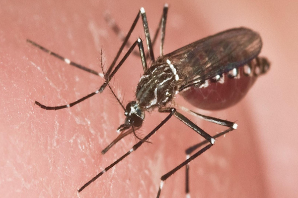 Alerta por el virus Oropouche en Brasil