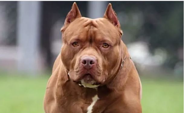 Corrientes: su pitbull mató a una nena de 10 años e irá preso