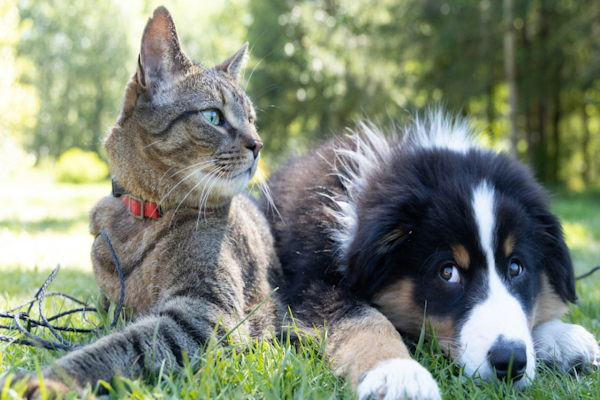 Tips para eliminar el olor a pis del perro o el gato