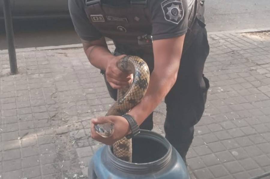 Encontraron una serpiente debajo de un auto en pleno Boulevard