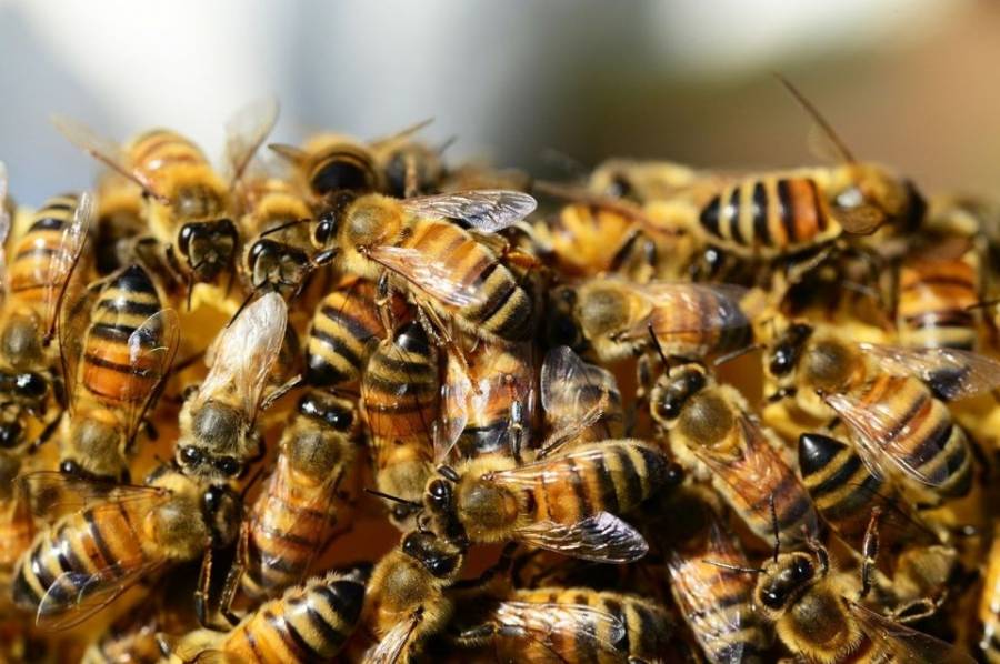 Un hombre murió después de ser picado por 150 abejas