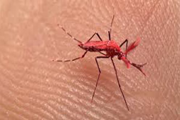 Mosquitos rojos: otra provincia los usa para combatir el dengue