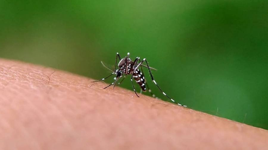 La ciudad capital permanece libre del virus de dengue