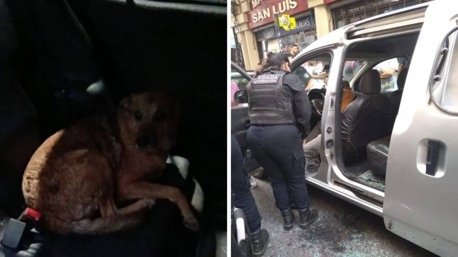 Dejaron otro perro encerrado en un auto y esta vez rompieron un vidrio para salvarlo