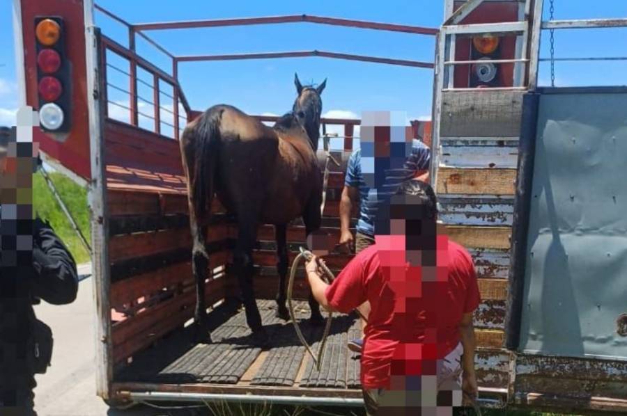 Rescataron a un caballo que se encontraba abandonado en la Circunvalación Oeste