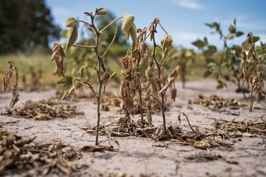Extienden plazos para tramitar emergencia agropecuaria