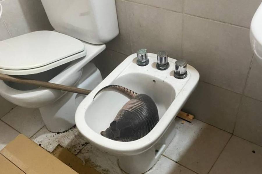 Encontraron un tatú mulita adentro del baño