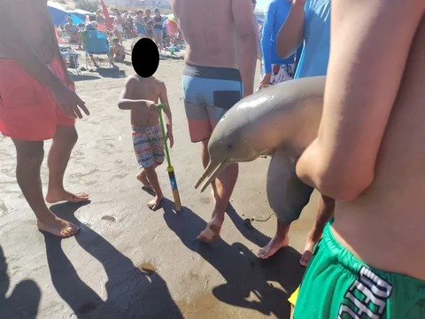 Otra vez: murió un delfín en la costa argentina porque lo sacaron del agua para tomarse fotos