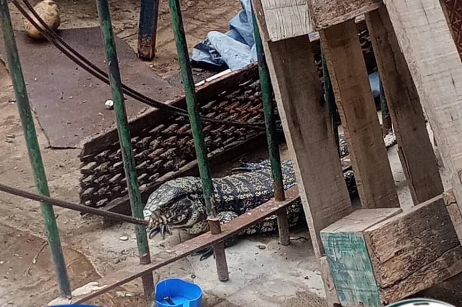 Rescatan una iguana en Boulevard y Francia