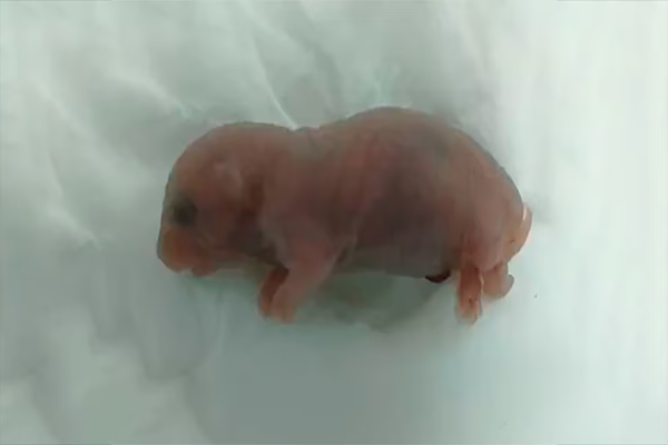 Científicos logran crear un ratón con dos padres machos