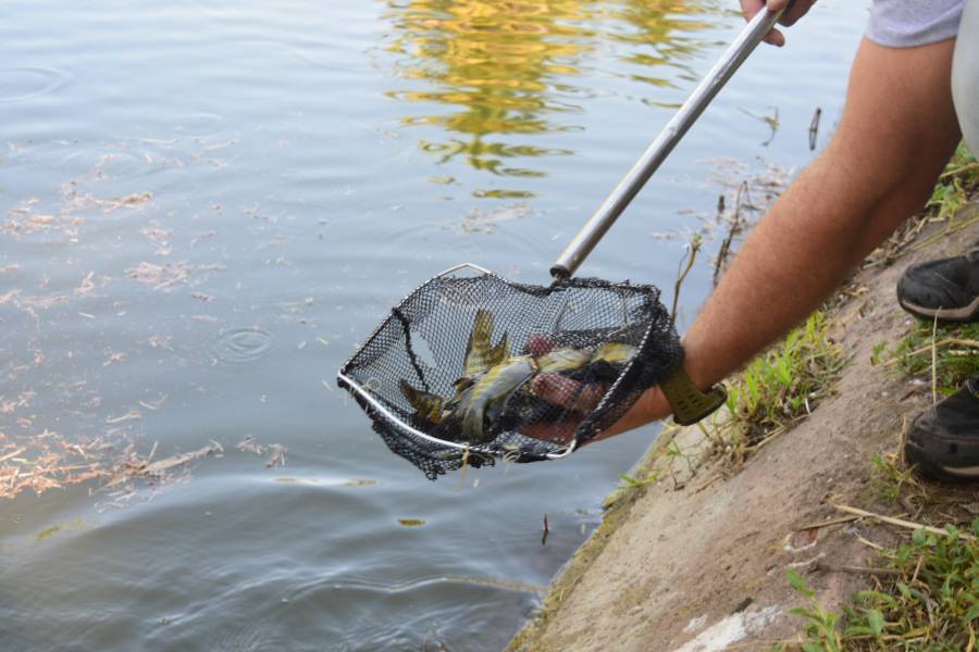 Liberaron “chanchitas de agua” para controlar mosquitos en el lago 