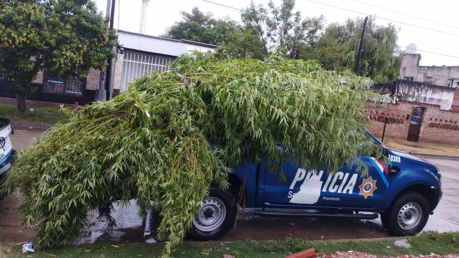 Secuestran más de 30 plantas de marihuana en allanamientos 