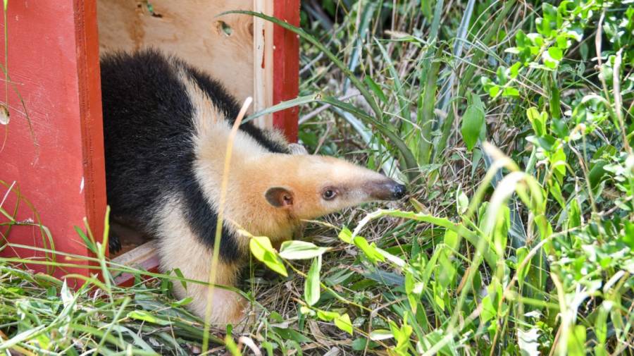 En un año se rescataron 1.402 animales silvestres y se logró la liberación de 570