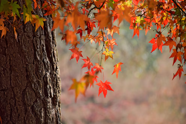 Equinoccio de marzo: cuándo empieza el otoño en Argentina