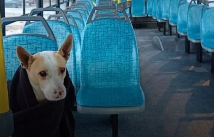 Se aprobó un proyecto para trasladar perros y gatos en el colectivo