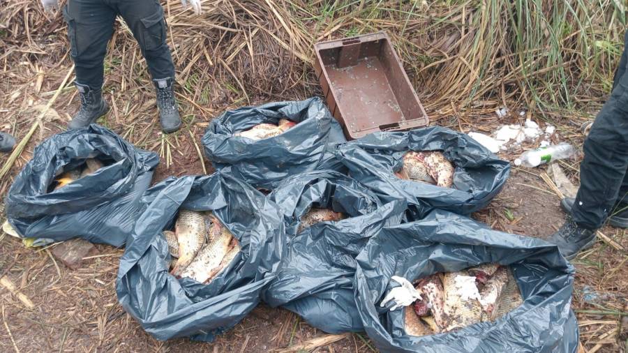 Unos 300 kilos de pescados fueron secuestrados en la Circunvalación Oeste