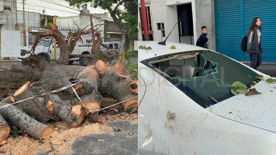 Un enorme palo borracho cayó en avenida J.J. Paso y dañó dos autos estacionados