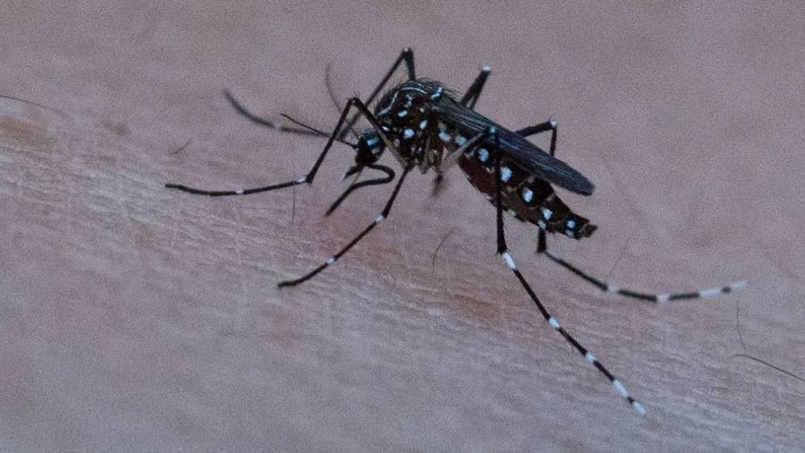 Los casos de dengue superan los 2000 en la provincia pero bajaron en relación 2024