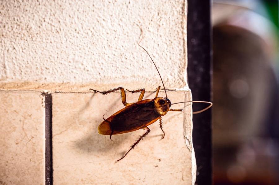 Ahuyentá a las cucarachas de tu casa para siempre con este truco casero