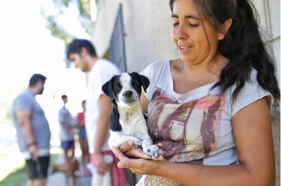 Castraciones y vacunas para mascotas en barrios del norte