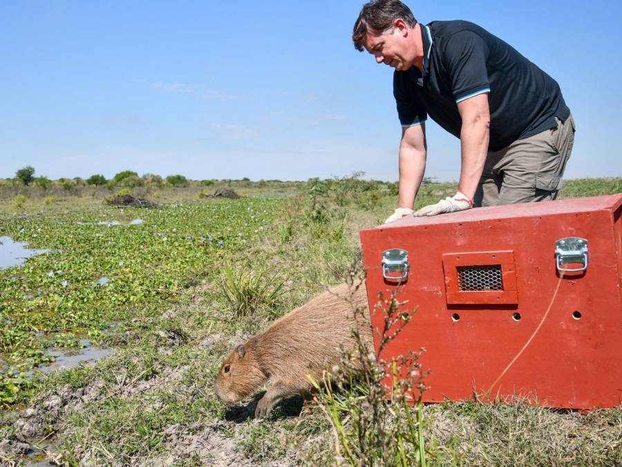 Liberan fauna silvestre rehabilitada en el norte santafesino