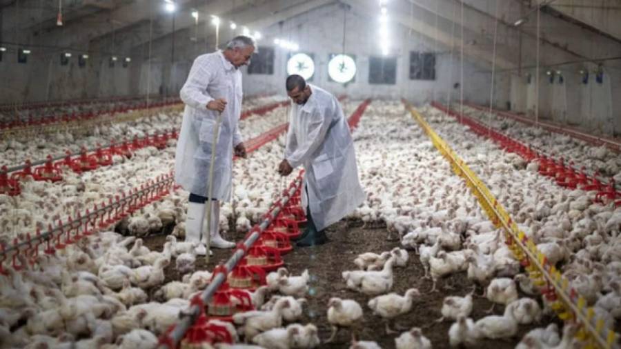 Brasil instala barreras sanitarias por un brote de gripe aviar que frena las exportaciones