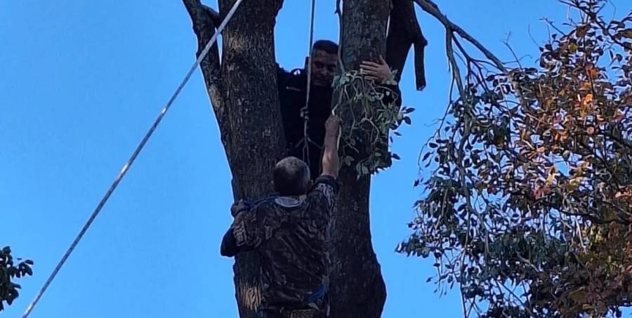 Jardinero quedó colgado de un árbol con una motosierra encendida