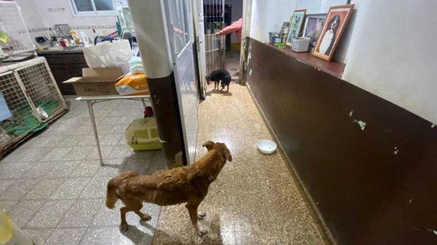 Entraron a robar en una veterinaria de Santa Fe y mataron a un perro de una patada
