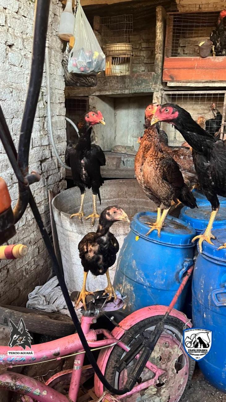 Hallaron más de 20 gallos de riña en barrio Coronel Dorrego