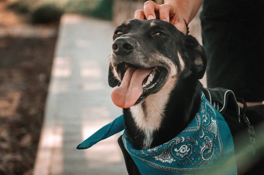 Cómo afecta el estrés de las personas a las mascotas