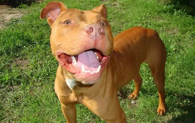 Cómo se encuentran las mujeres atacadas por un pitbull