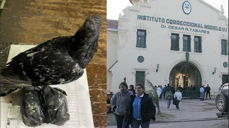 Una nueva “narcopaloma” fue hallada cerca de la cárcel de Coronda