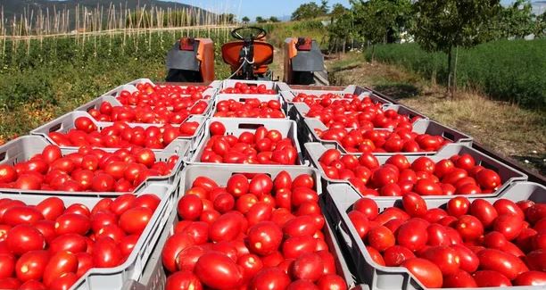 EEUU impone aranceles del 17% a la mayoría de los tomates de México