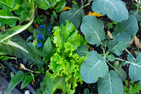 Las hortalizas y verduras de huerta para plantar en invierno
