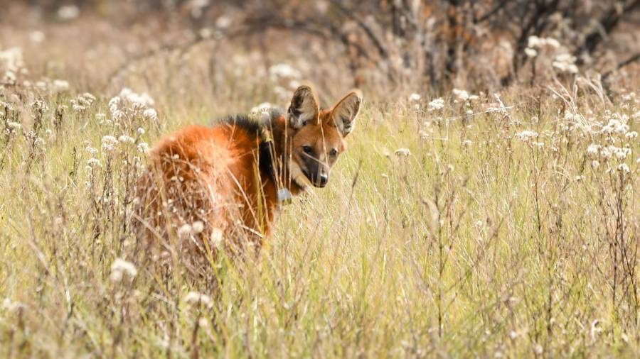 Liberaron un aguará guazú en su hábitat natural