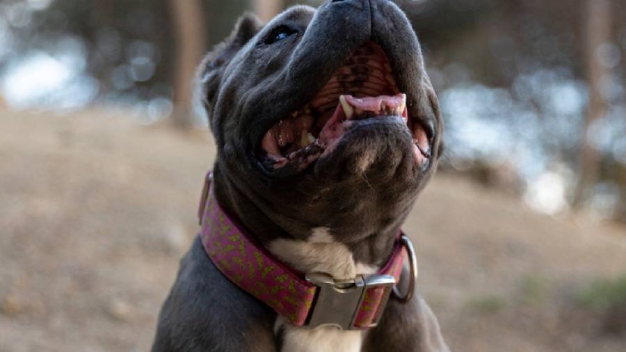 Nuevo ataque de un pitbull: una nena de 4 años fue hospitalizada con heridas en el rostro y las piernas