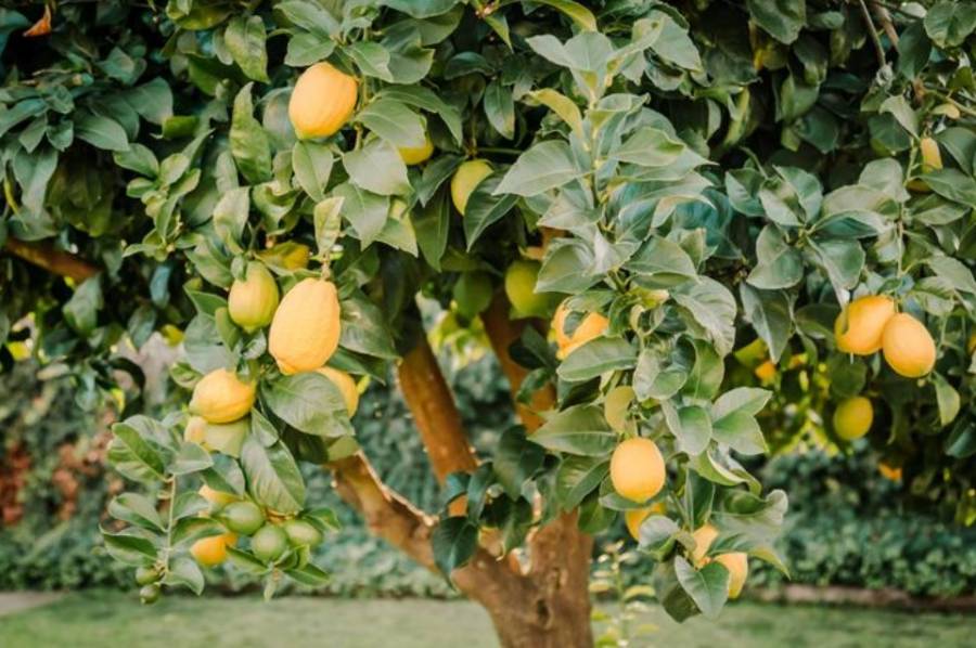 Detuvieron a dos jóvenes por ingresar a una casa a robar limones