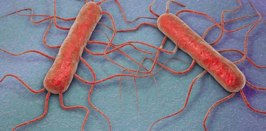 Confirman un brote de listeriosis por el consumo de un queso contaminado