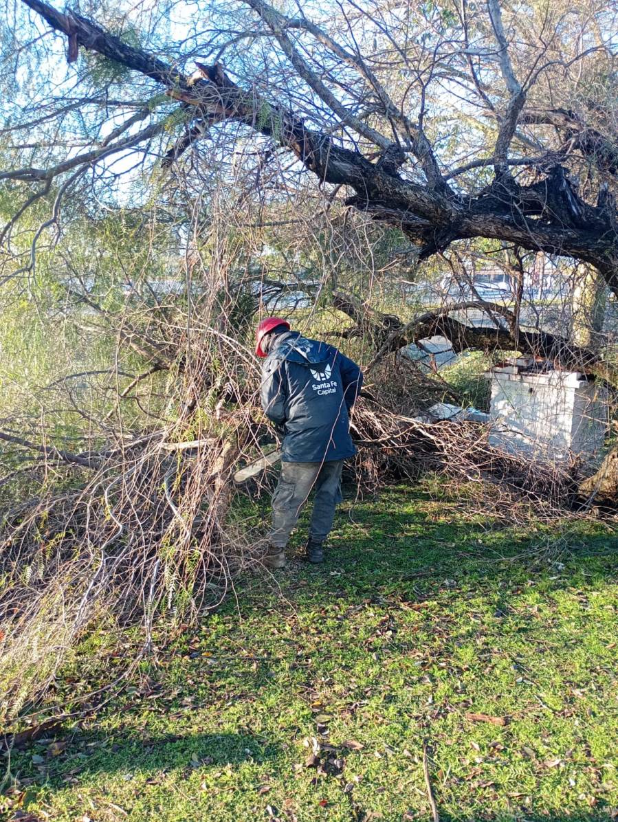 Tras la lluvia y el viento, las cuadrillas levantan los árboles caídos