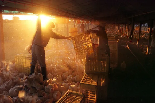 Productores avícolas en alerta 